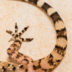 Gecko léopard (prétentieux!). שממית מחמד